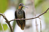 Colibri tacheté