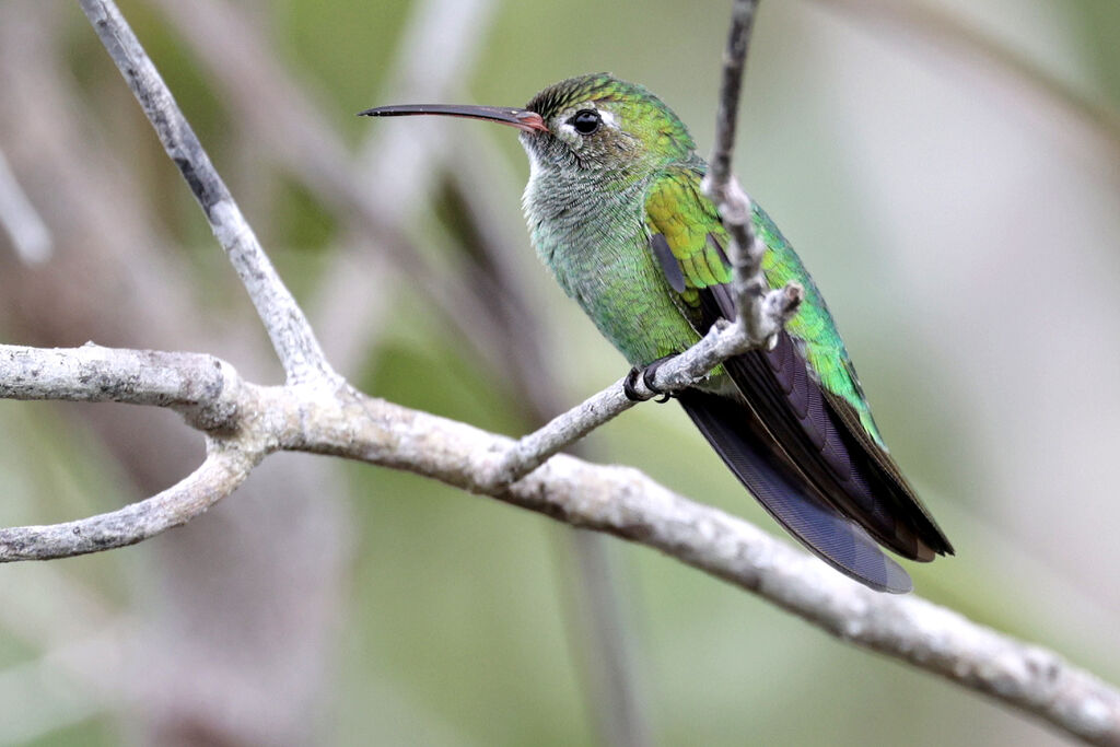 Green-tailed Goldenthroat