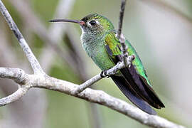 Green-tailed Goldenthroat