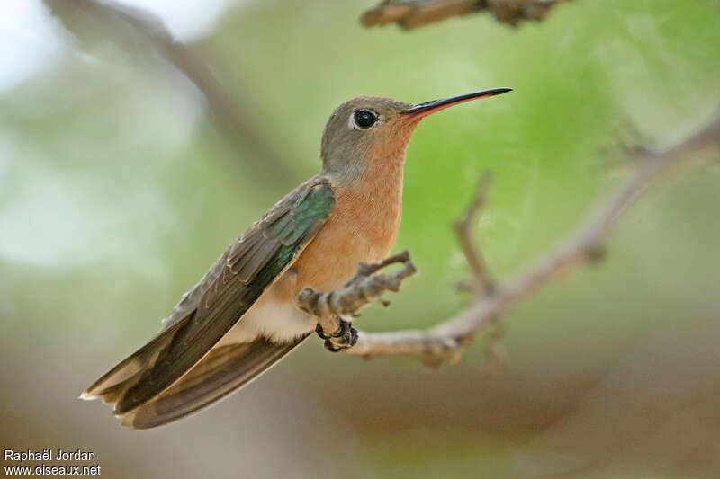 Buffy Hummingbird male adult, identification
