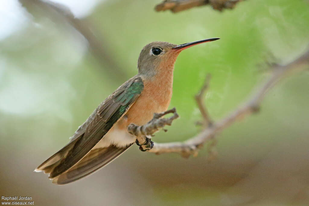 Colibri trompeur mâle adulte, identification