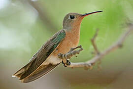 Buffy Hummingbird