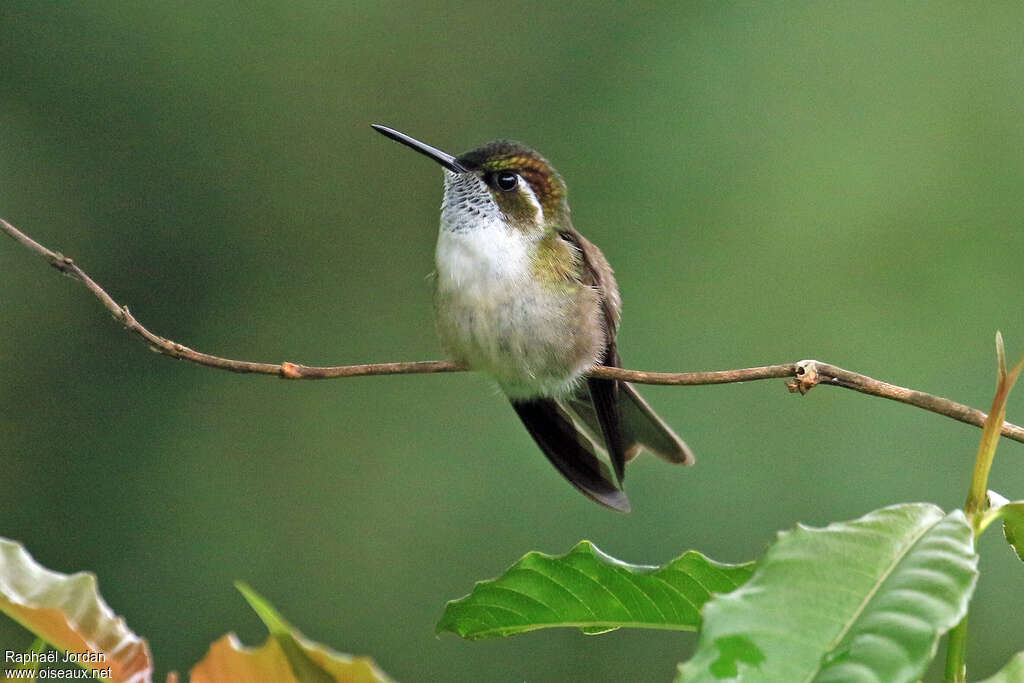 Green-throated Mountaingem male adult, identification