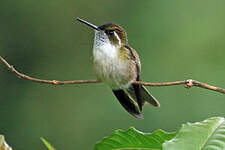 Colibri vert-d'eau