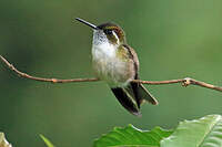 Colibri vert-d'eau