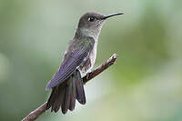 Colibri vert et gris