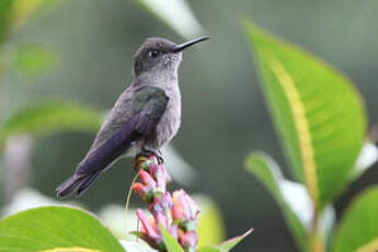 Colibri vert et gris