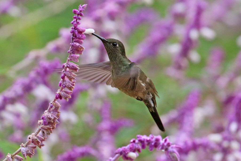 Sombre Hummingbird