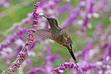 Colibri vert et gris