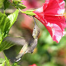 Colibri vesper