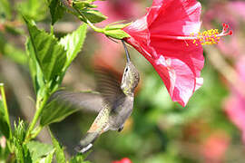 Oasis Hummingbird