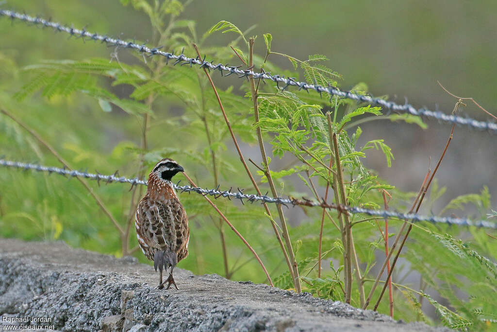 Yucatan Bobwhite male adult, habitat, pigmentation, walking