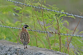 Yucatan Bobwhite