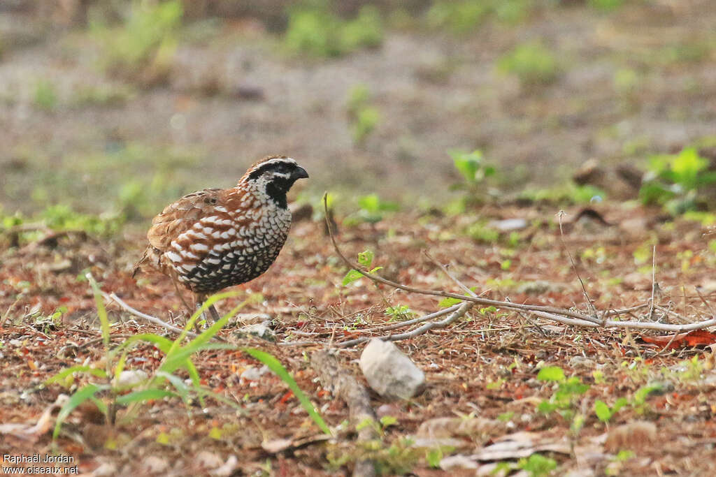 Yucatan Bobwhite male adult, identification