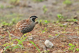 Yucatan Bobwhite