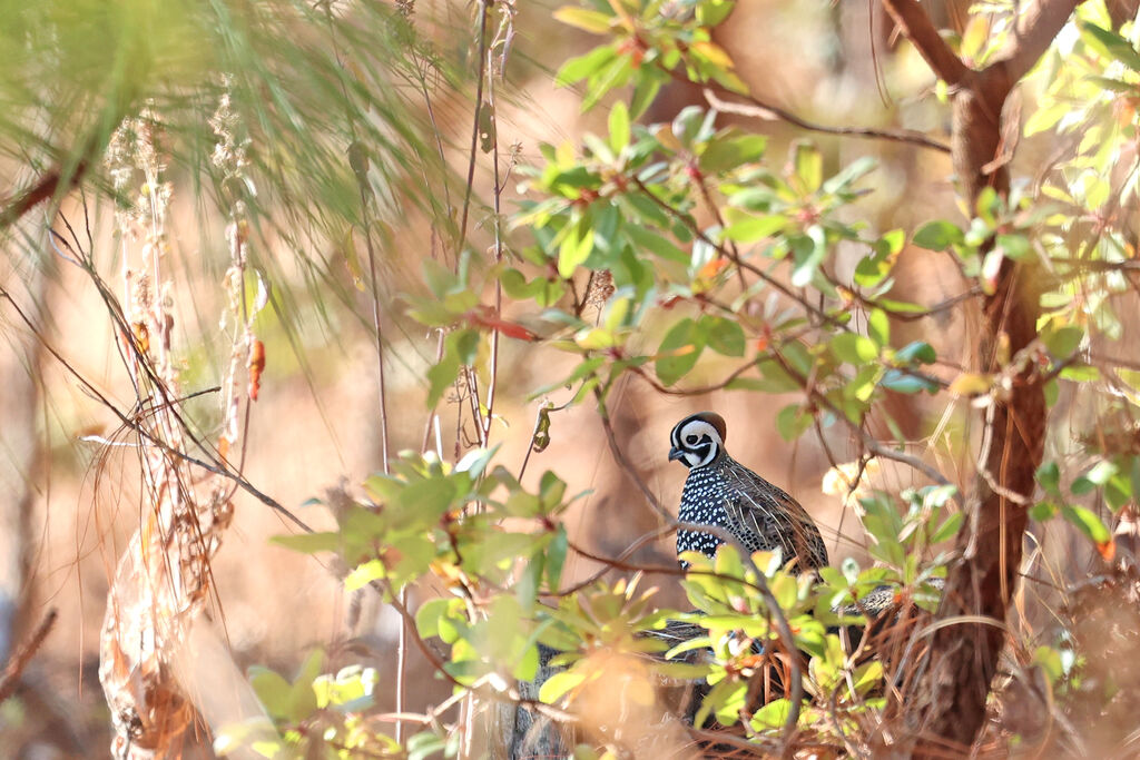 Montezuma Quail male adult