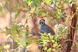 Montezuma Quail