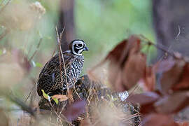 Montezuma Quail