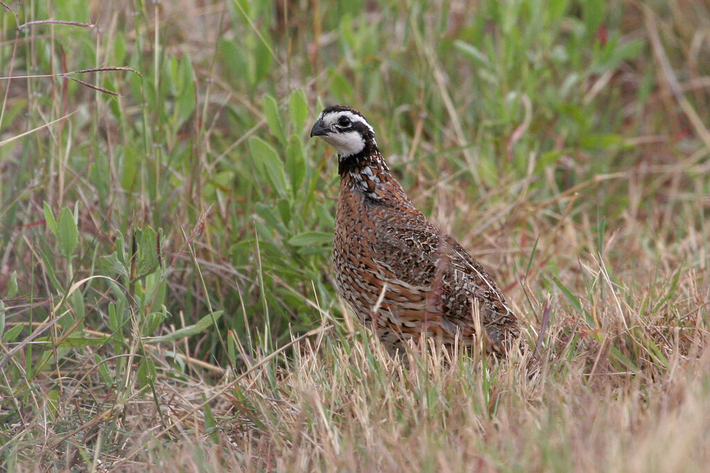 Northern Bobwhiteadult