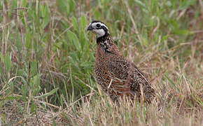 Northern Bobwhite