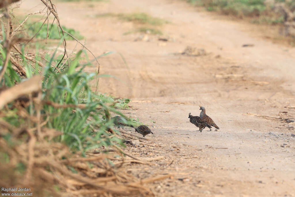 Elegant Quail