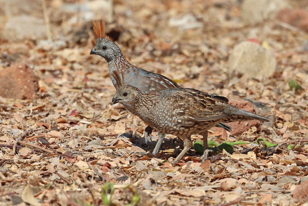 Elegant Quailadult