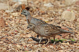 Elegant Quail