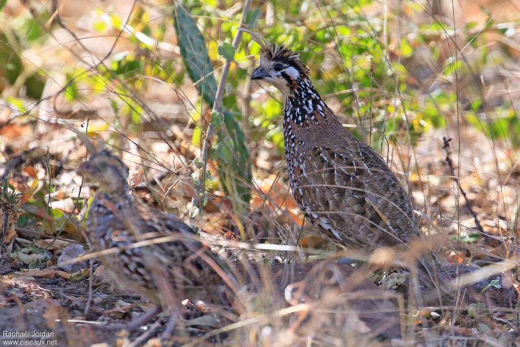 Colin huppéadulte, habitat, pigmentation