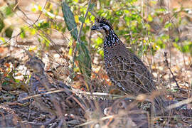 Crested Bobwhite