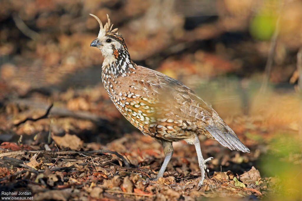 Crested Bobwhite male adult breeding, identification