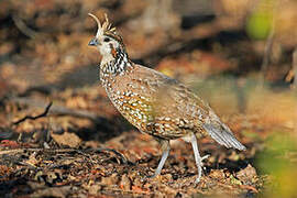 Crested Bobwhite