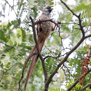 Coliou à dos marron