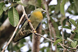 Large Green Pigeon