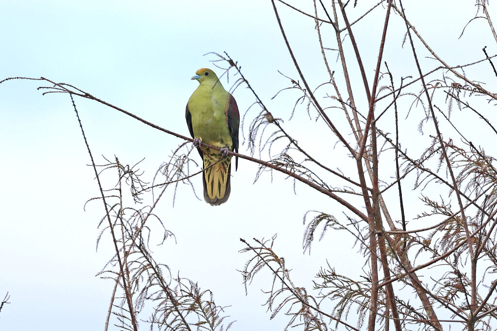 Taiwan Green Pigeon male adult