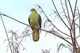 Taiwan Green Pigeon