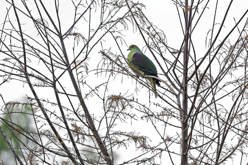 Taiwan Green Pigeon male adult