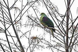 Taiwan Green Pigeon