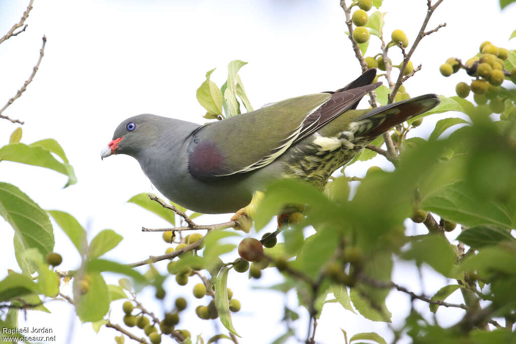 Pemba Green Pigeonadult, identification