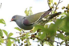 Pemba Green Pigeon