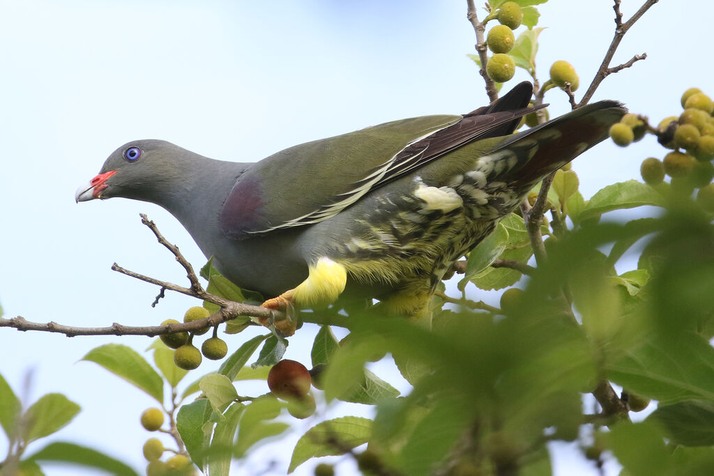 Pemba Green Pigeonadult