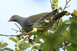 Pemba Green Pigeon