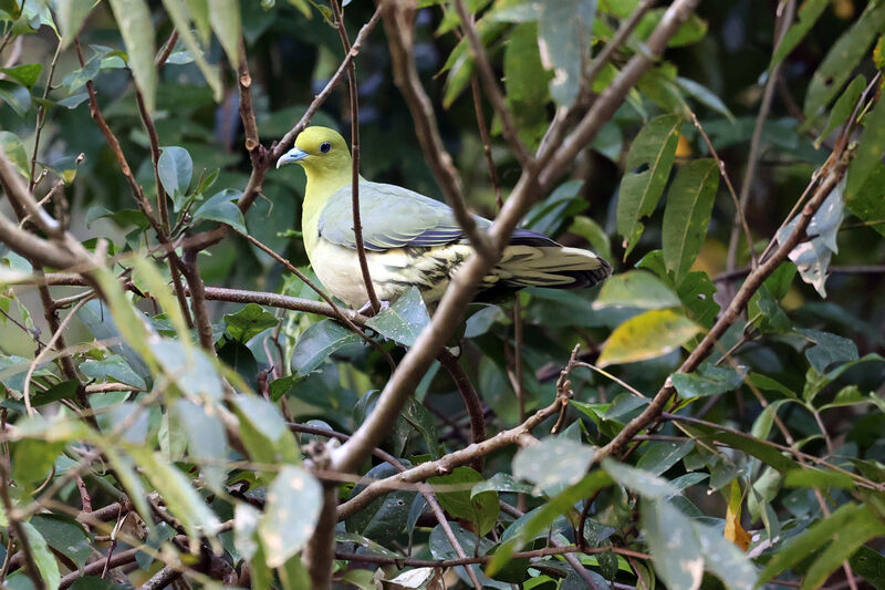 White-bellied Green Pigeon female adult