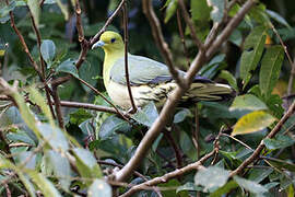 White-bellied Green Pigeon