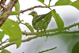 Sumba Green Pigeon