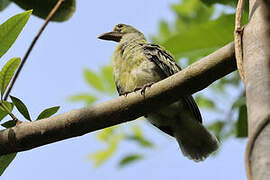 Sumba Green Pigeon