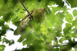 Sumba Green Pigeon