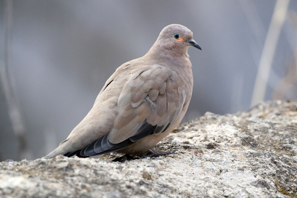 Black-winged Ground Doveadult