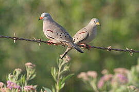 Croaking Ground Dove