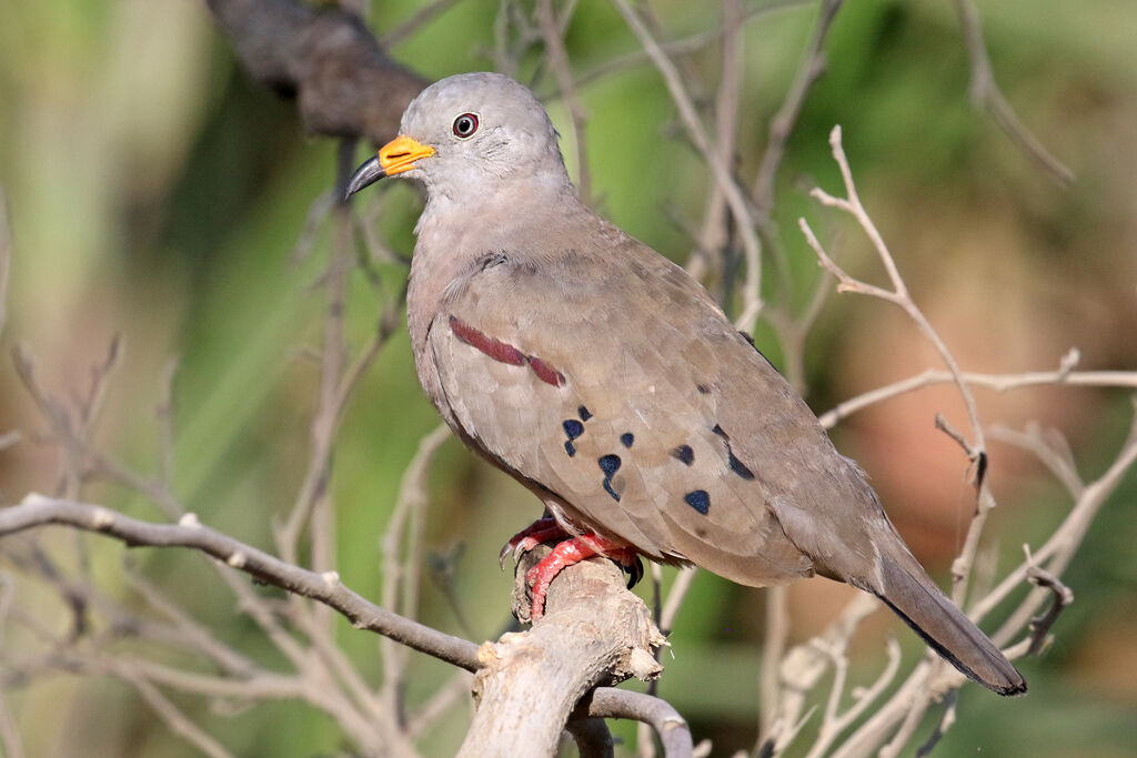 Croaking Ground Doveadult