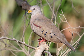 Croaking Ground Dove